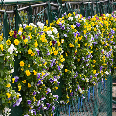 herfstviooltjes hangzak (Viola)