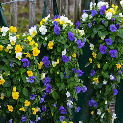 herfstviooltjes hangzak (Viola)