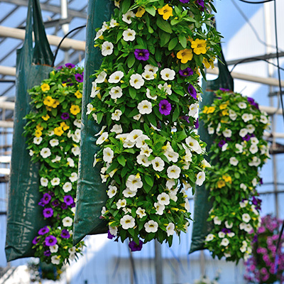 mini-petunia mix in hangzak (Calibrachoa) 