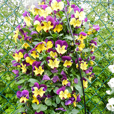 herfstviooltjes hangzak (Viola)