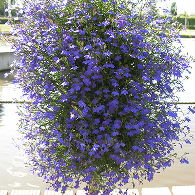 lobelia in hangzak (Lobelia)