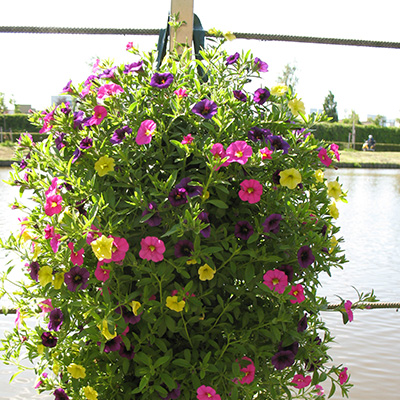 mini-petunia mix in hangzak (Calibrachoa) 