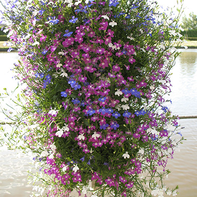 lobelia mix in hangzak (Lobelia)