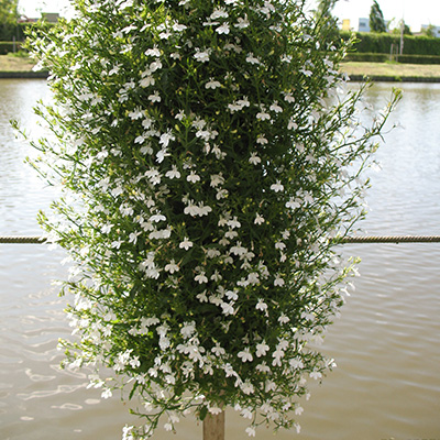 lobelia in hangzak (Lobelia)