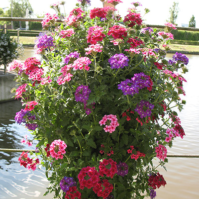 verbena mix in hangzak (Vebena)