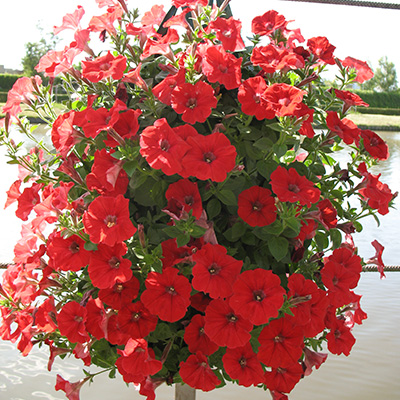 petunia in hangzak (Petunia Surfinia®)