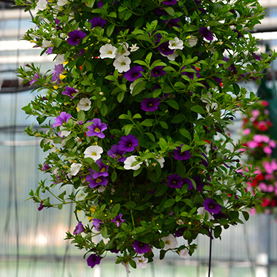 petunia mix in hangzak (Calibrachoa)