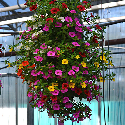 mini-petunia mix in hangzak (Calibrachoa) 