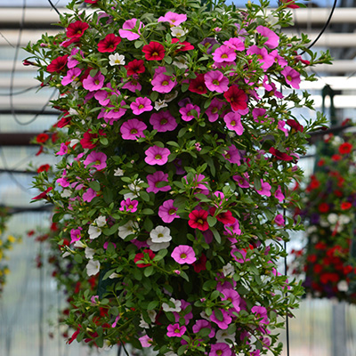 mini-petunia mix in hangzak (Calibrachoa) 