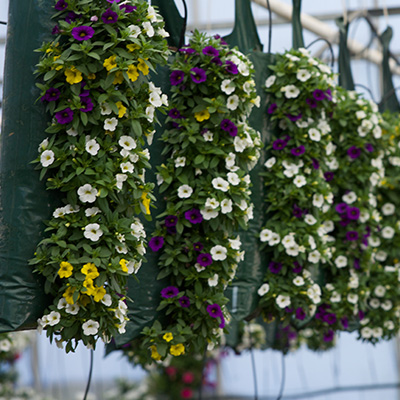 mini-petunia mix in hangzak (Calibrachoa) 