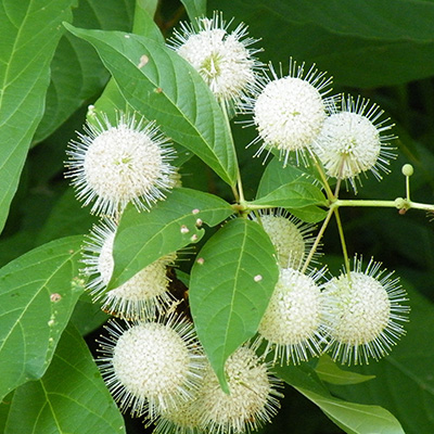 Amerikaanse-kogelbloem-(Cephalanthus-occidentalis)