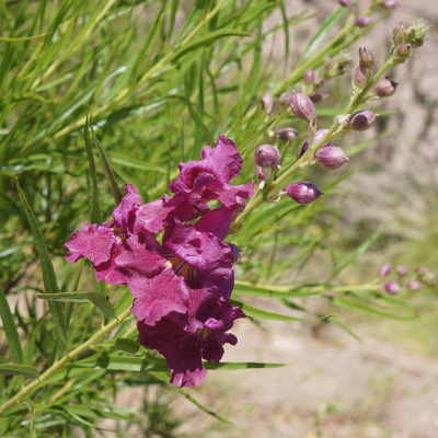 Amerikaanse-woenstijnwilg-(Chilopsis-linearis-Burgundy)