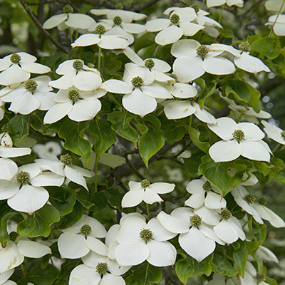 Chinese-kornoeltje-(Cornus-kousa-China-Girl)