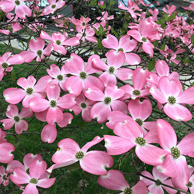 Chinese-kornoeltje-(Cornus-kousa-Satomi)