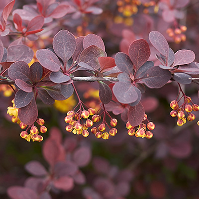 Japanse-zuurbes-(Berberis-thunbergii-atropurpurea)