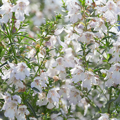 Australische-muntstruik-(Prostanthera-poorinda-ballerina)