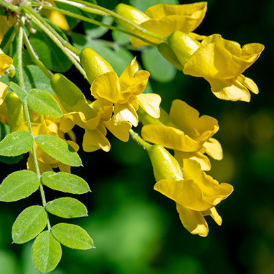 erwtenstruik-(Caragana-arborescens)