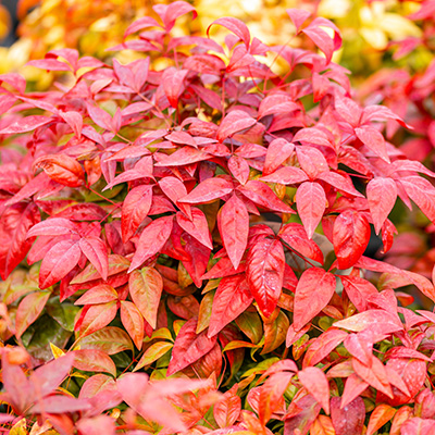 hemelse-bamboe-(Nandina-domestica-Blush-Pink)