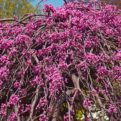 judasboom-(Cercis-canadensis-Lavender-Twist)