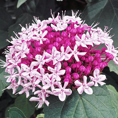 kansenboom-(Clerodendrum-bungei)