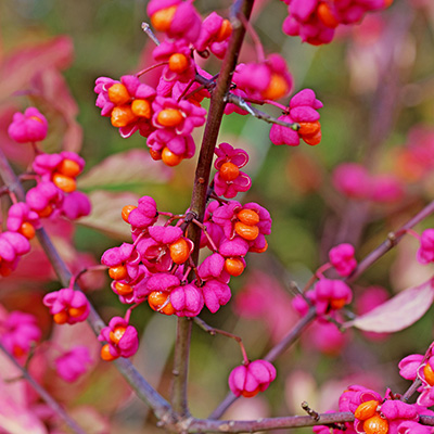 kardinaalshoed-(Euonymus-europaeus)