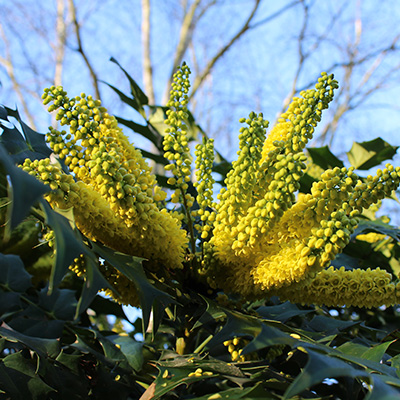 mahoniestruik-(Mahonia-bealei)