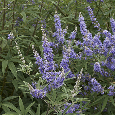 monikspeper-(Vitex-agnus-castus-latifolia)