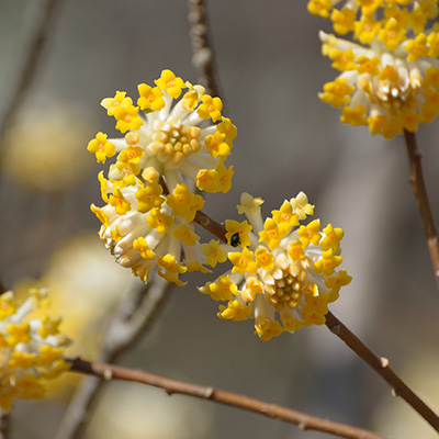 papierstruik-(Edgeworthia-chrysantha)