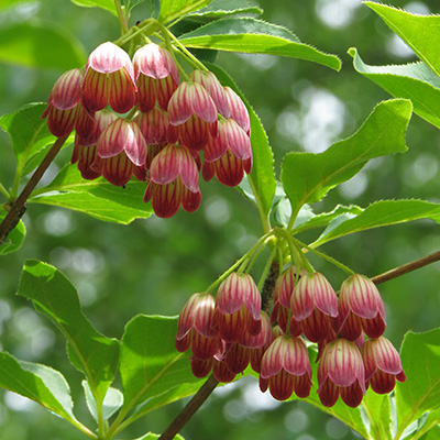 Japans pronkklokje-(Enkianthus-campanulatus)