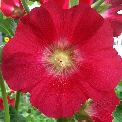 reuzenhibiscus-(Hibiscus-moscheutos-rouge)