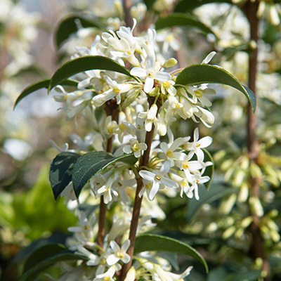 schijnhulst-(Osmanthus-burkwoodii)