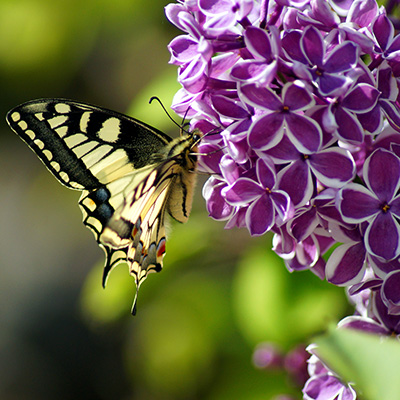 sering-tweekleurig-(Syringa-vulgaris-Sensation)