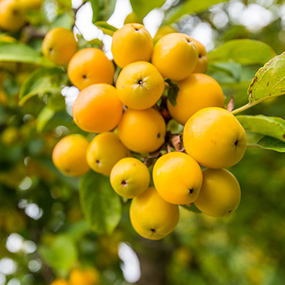 sierappel-(Malus-Golden-Hornet)