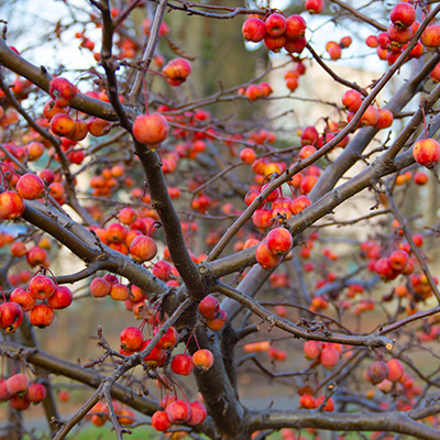 sierappel-(Malus-Pertetu-Evereste)