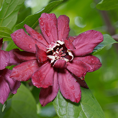 specerijstruik-(Calycanthus-x-raulstonii-Hartledge-Wine)