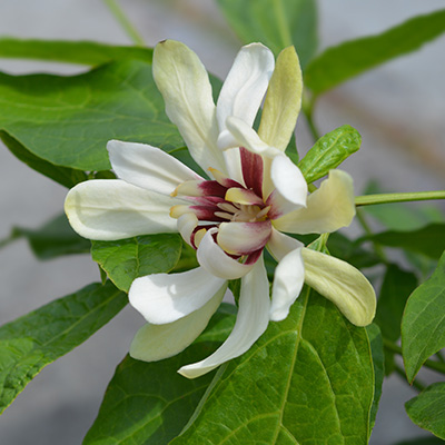 specerijstruik-(Calycanthus-x-raulstonii-Venus)