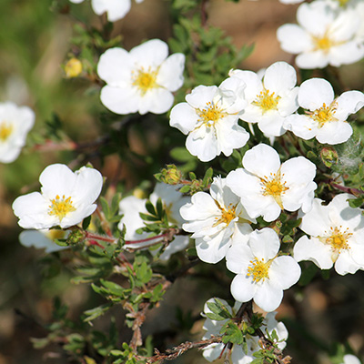 struikganzerik-(potentilla-fruticosa-Abbotswood)