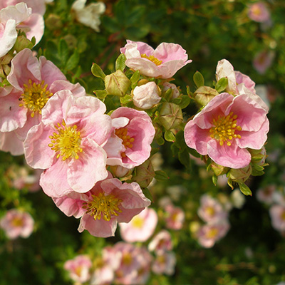 struikganzerik-(potentilla-fruticosa-Daydawn)