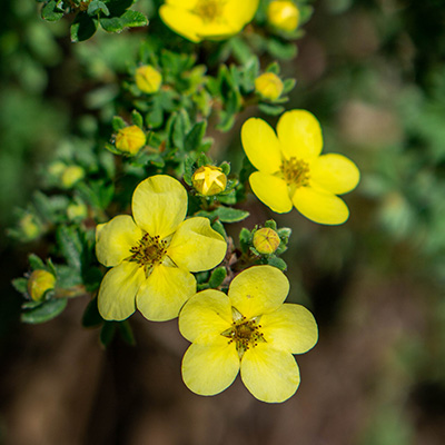 struikganzerik-(potentilla-fruticosa-Kobold)