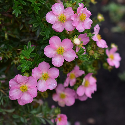 struikganzerik-(potentilla-fruticosa-Lovely-Pink)