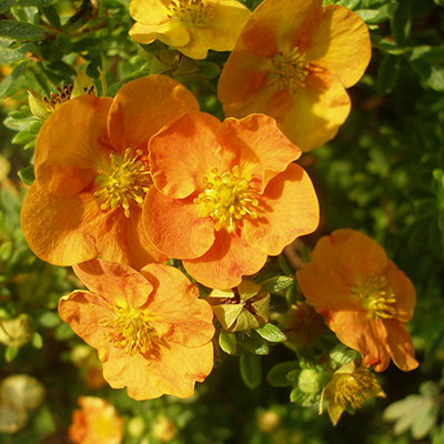 struikganzerik-(potentilla-fruticosa-Tangerine)