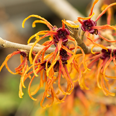 toverhazelaar-(Hamamelis-intermedia-Jelena)