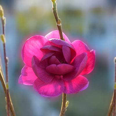 zwarte tulpenboom (Magnolia-x-Black-Tulip)