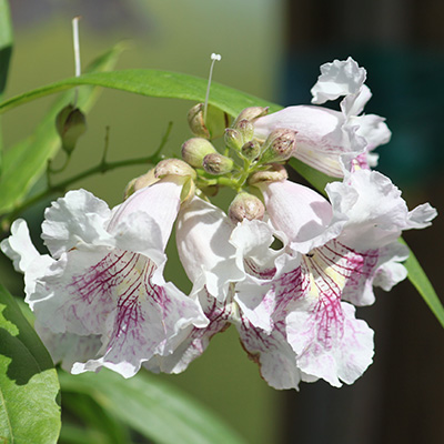 woestijnwilg-(Chitalpa-tashkentensis-Summer-Bells)