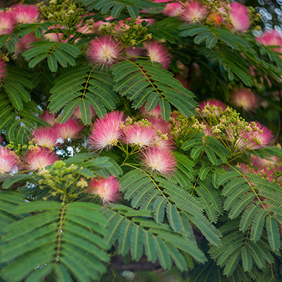 Perzische zijdeboom-(Albizia-julibrissin-Tropical-Dream)