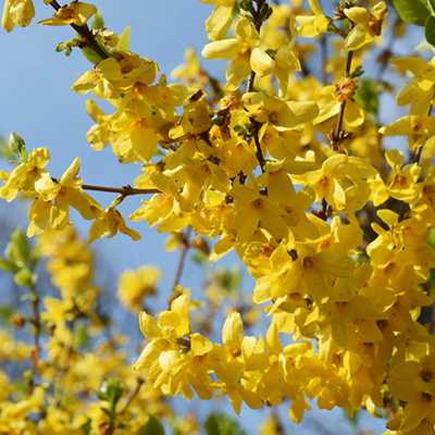 Chinees klokje (Forsythia-intermedia-Spectabilis)