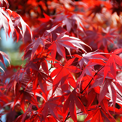 japanse esdoorn (Acer-palmatum-Atropurpureum)