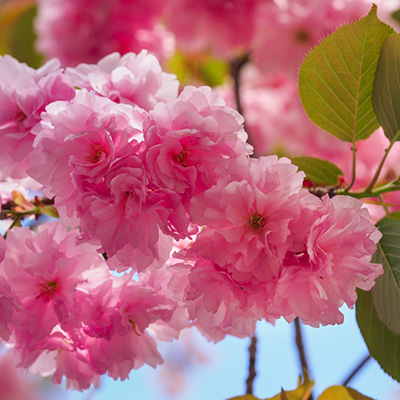 japanse sierkers (Prunus-serrulata-Kanzan)