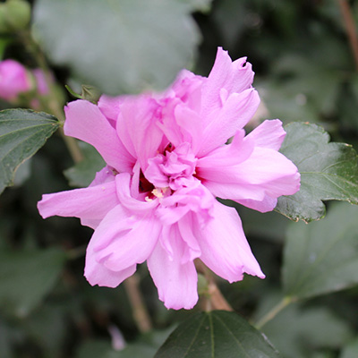 altheastruik (Hibiscus-syriacus-Ardens)