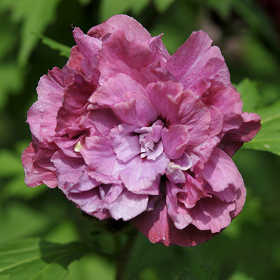 altheastruik (Hibiscus-syriacus-Duc-de-Brabant)